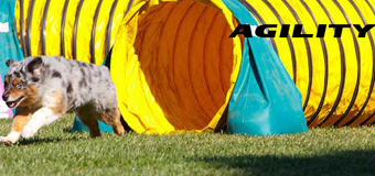 Agility Classes