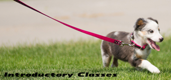 Introductory Classes