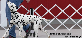 Obedience and Rally Classes