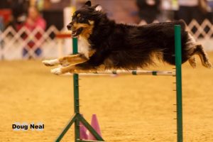 Agility Image