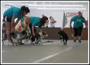 Flyball Image